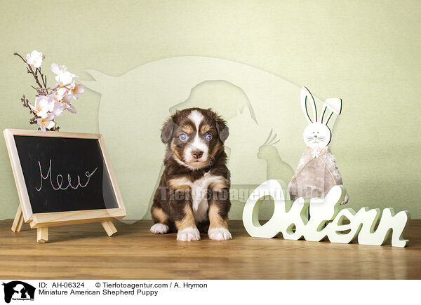 Miniature American Shepherd Puppy / AH-06324