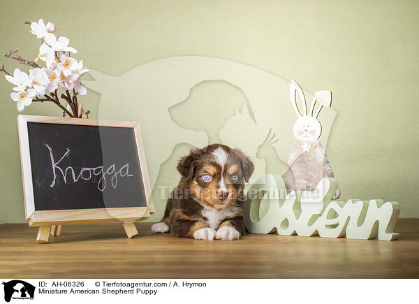 Miniature American Shepherd Puppy / AH-06326