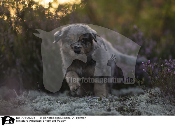 Miniature American Shepherd Puppy / AH-06335