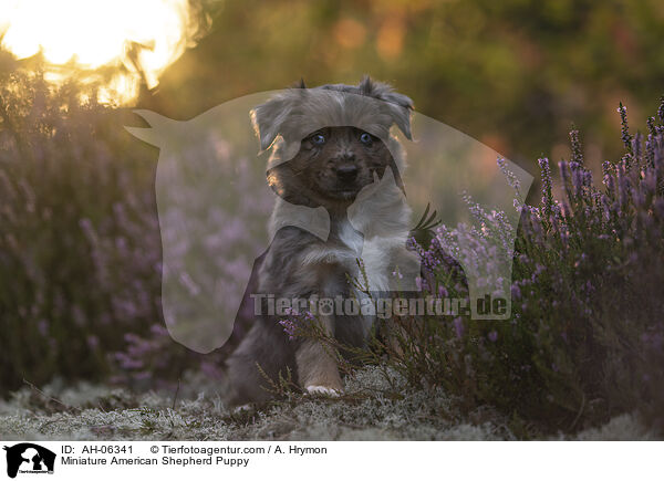Miniature American Shepherd Welpe / Miniature American Shepherd Puppy / AH-06341