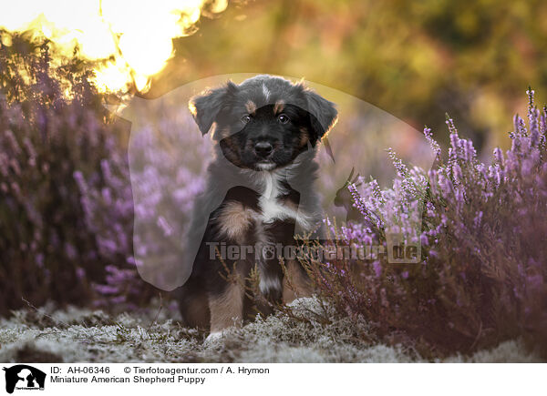 Miniature American Shepherd Welpe / Miniature American Shepherd Puppy / AH-06346