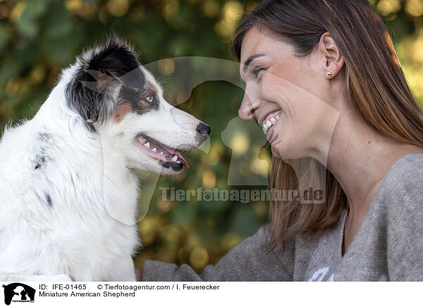 Miniature American Shepherd / Miniature American Shepherd / IFE-01465