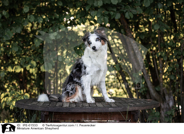 Miniature American Shepherd / IFE-01533