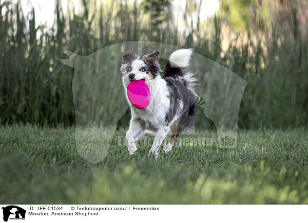 Miniature American Shepherd / Miniature American Shepherd / IFE-01534