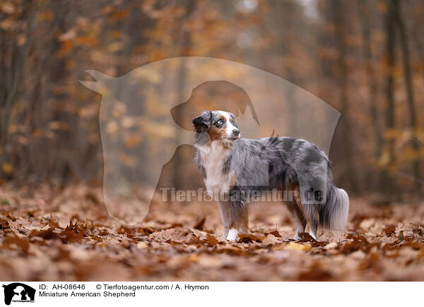 Miniature American Shepherd / Miniature American Shepherd / AH-08646