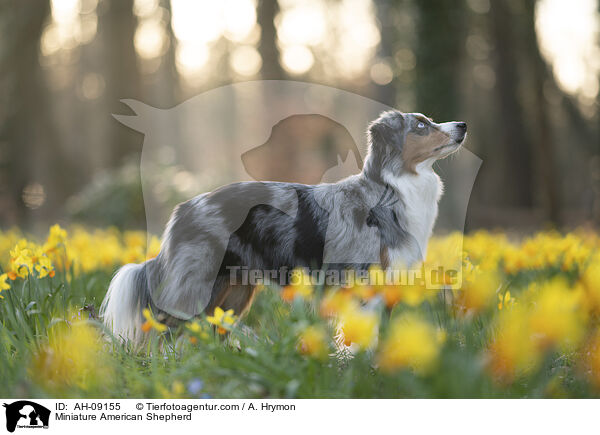 Miniature American Shepherd / Miniature American Shepherd / AH-09155