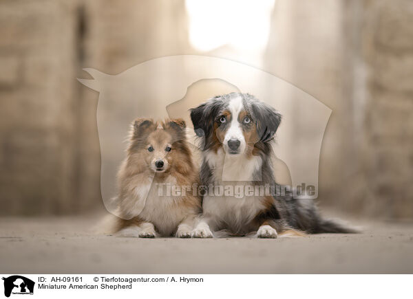 Miniature American Shepherd / Miniature American Shepherd / AH-09161