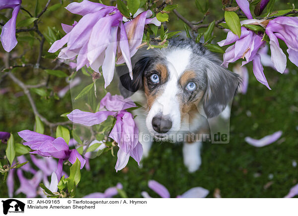 Miniature American Shepherd / Miniature American Shepherd / AH-09165