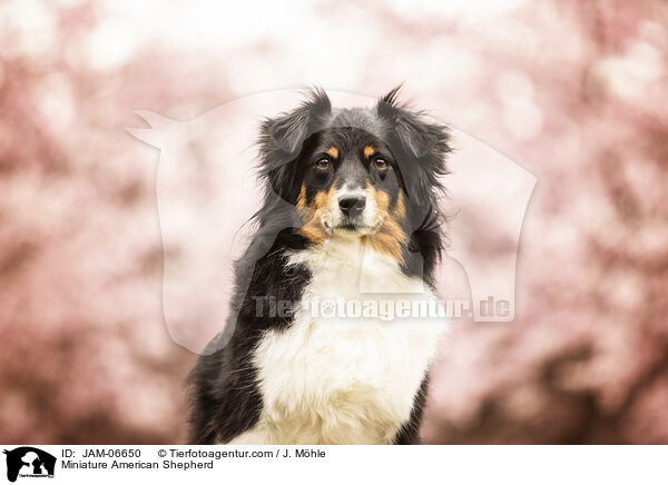 Miniature American Shepherd / Miniature American Shepherd / JAM-06650