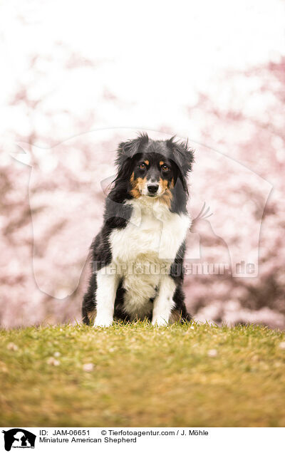 Miniature American Shepherd / Miniature American Shepherd / JAM-06651