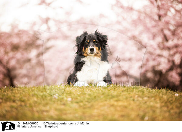 Miniature American Shepherd / Miniature American Shepherd / JAM-06655