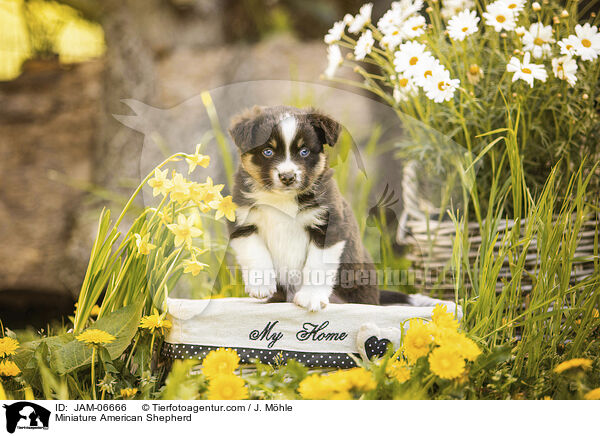 Miniature American Shepherd / Miniature American Shepherd / JAM-06666