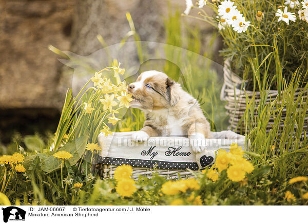 Miniature American Shepherd / Miniature American Shepherd / JAM-06667