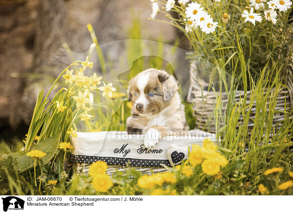 Miniature American Shepherd / Miniature American Shepherd / JAM-06670