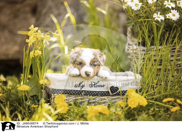 Miniature American Shepherd / Miniature American Shepherd / JAM-06674