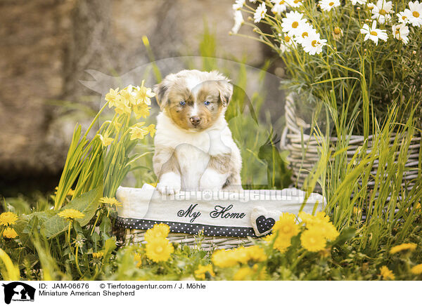 Miniature American Shepherd / Miniature American Shepherd / JAM-06676