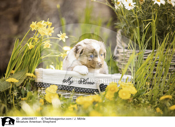 Miniature American Shepherd / Miniature American Shepherd / JAM-06677