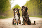 Miniature American Shepherds