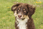 Miniature American Shepherd