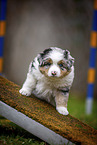 Miniature American Shepherd Puppy