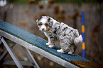 standing Miniature American Shepherd Puppy