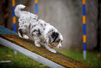 walking Miniature American Shepherd Puppy