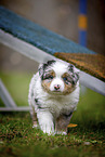 walking Miniature American Shepherd Puppy