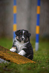 sitting Miniature American Shepherd Puppy