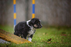 standing Miniature American Shepherd Puppy