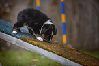 standing Miniature American Shepherd Puppy