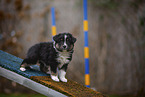 standing Miniature American Shepherd Puppy