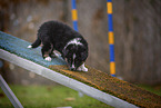 standing Miniature American Shepherd Puppy