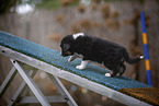 walking Miniature American Shepherd Puppy