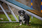 walking Miniature American Shepherd Puppy