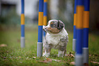 standing Miniature American Shepherd Puppy