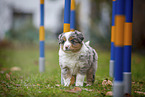 standing Miniature American Shepherd Puppy