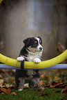 standing Miniature American Shepherd Puppy