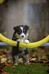 standing Miniature American Shepherd Puppy