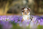 lying Miniature American Shepherd