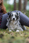 Miniature American Shepherd