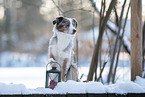 Miniature American Shepherd