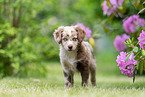 Miniature American Shepherd puppy stands on meadow