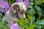 Miniature American Shepherd puppy portrait