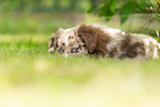 lying Miniature American Shepherd puppy