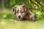 lying Miniature American Shepherd puppy