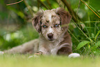 lying Miniature American Shepherd puppy