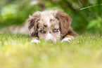 lying Miniature American Shepherd puppy