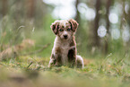 sitting Miniature American Shepherd puppy