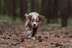 Miniature American Shepherd puppy