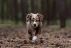 Miniature American Shepherd puppy